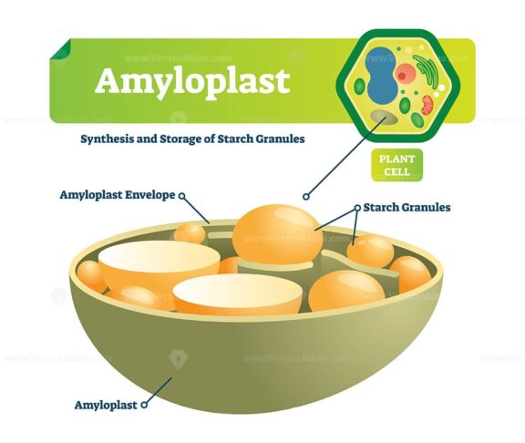 Amyloplast vector illustration