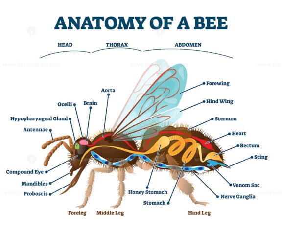 Anatomy of bee with inner organs educational scheme vector illustration