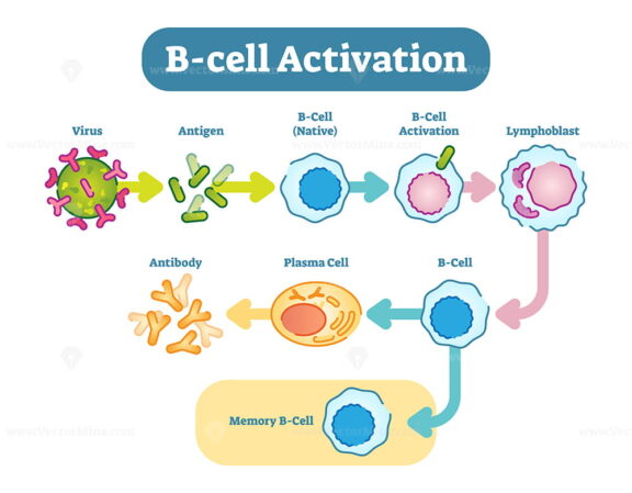 B-Cell activation diagram, vector scheme illustration