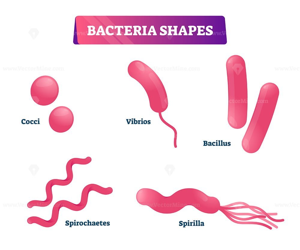 Bacterial Shape