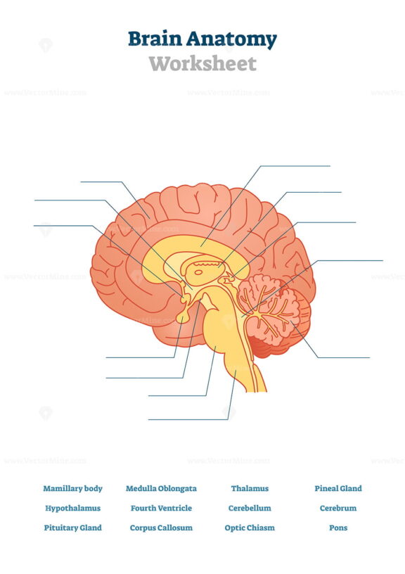 Brain anatomy vector illustration