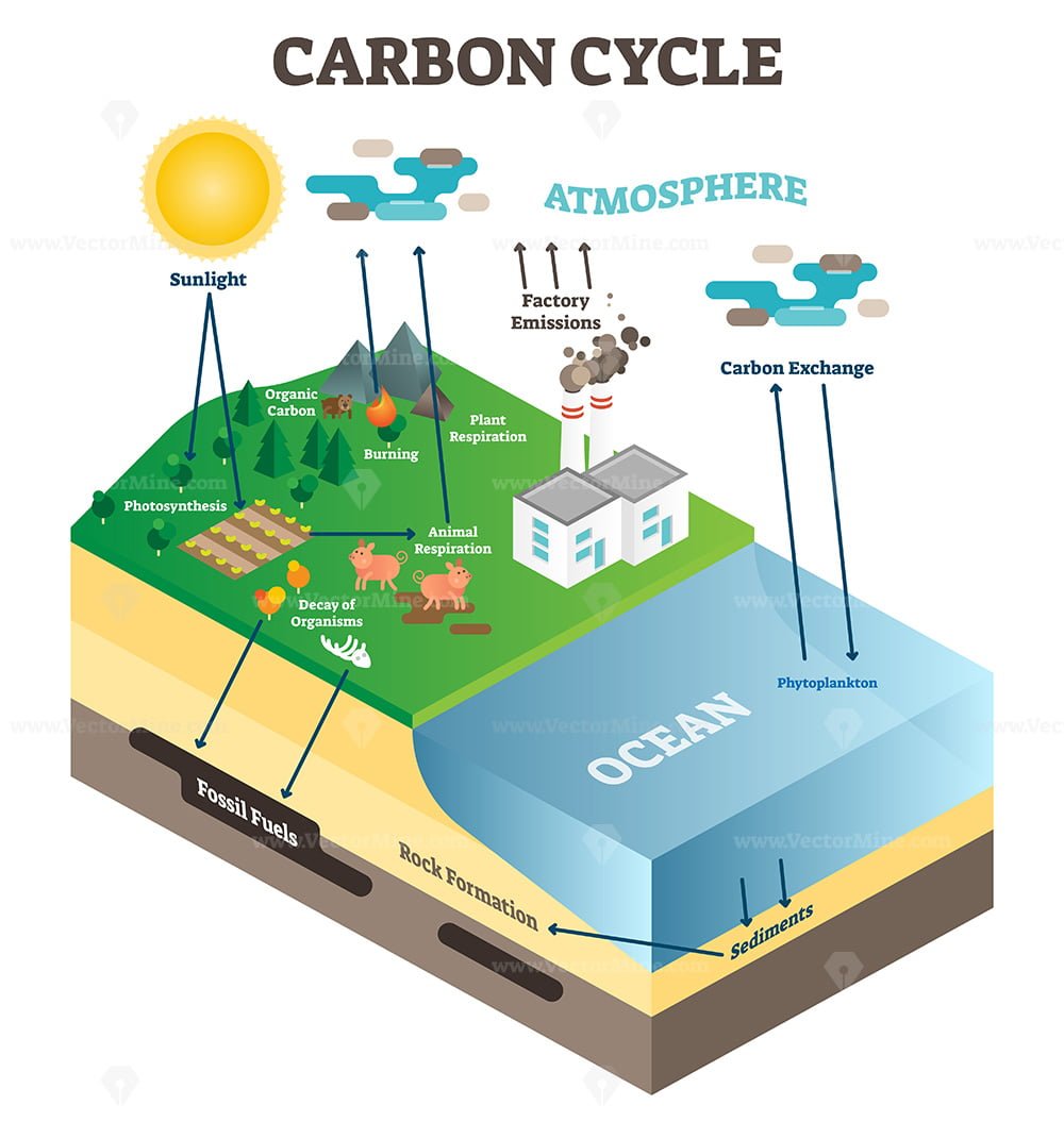 Carbon Cycle - AP Environmental Science