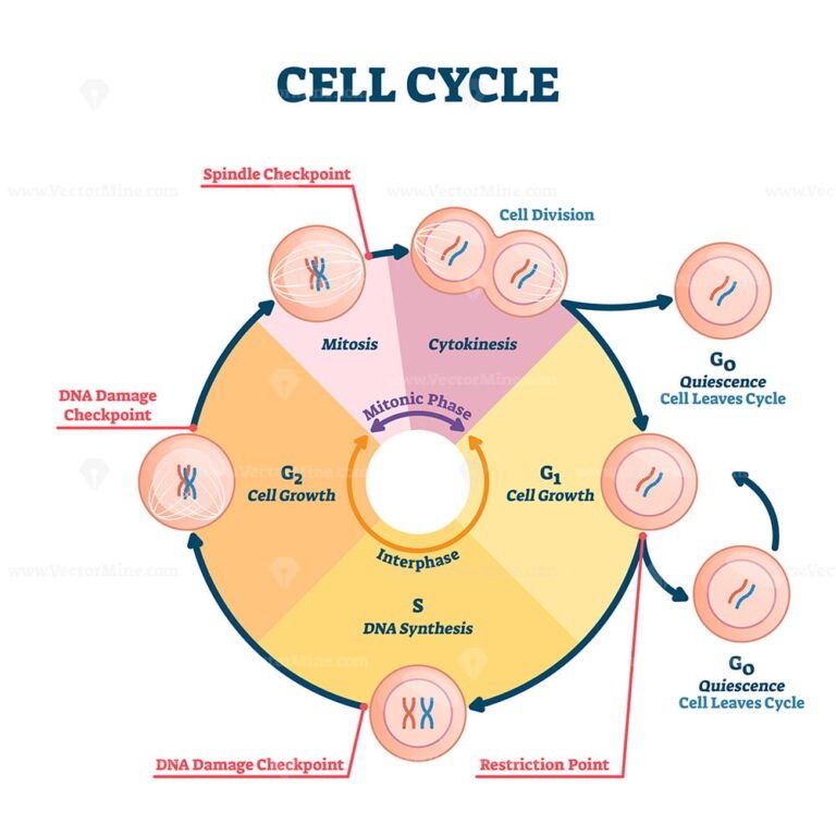 Cell cycle vector illustration