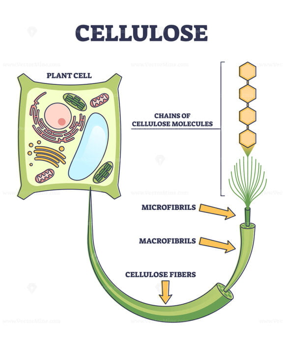 Cellulose as organic compound structure from plant cell outline diagram