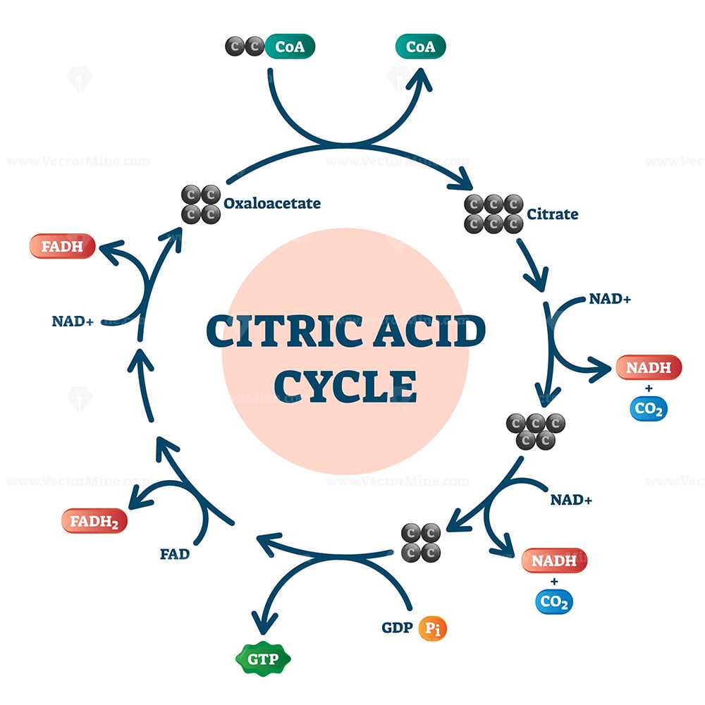 citric-acid-cycle-glycolysis-cellular-respiration-pyruvic-acid-fructose