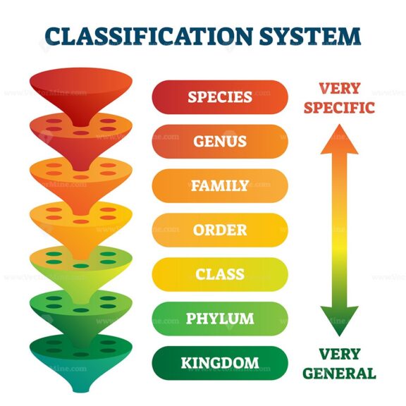 Classification system vector illustration