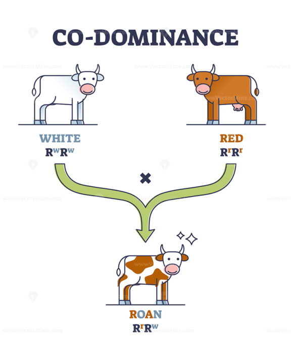 Co-dominance as alleles heterozygote expression inheritance outline diagram