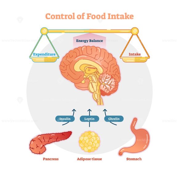 Food intake control vector diagram