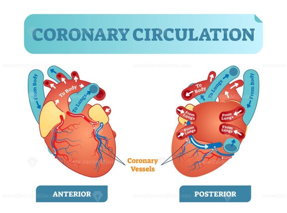 Coronary circulation anatomical cross section diagram, labeled vector illustration scheme