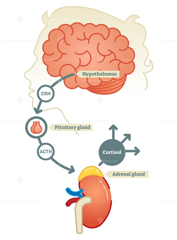 Cortisol diagram vector illustration scheme