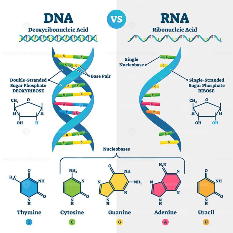 DNA vs RNA vector illustration