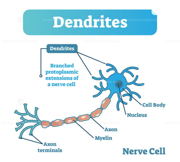 Dendrite biological anatomy vector illustration diagram with nerve cell structure