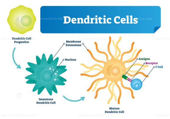 Dendritic cells vector illustration