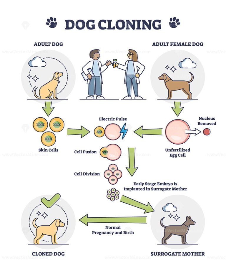 Dog cloning explanation as artificial egg cell fertilization outline diagram