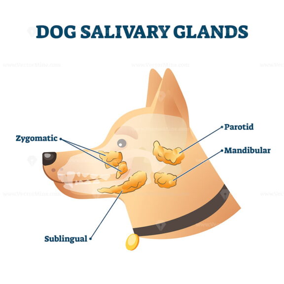 Dog salivary glands vector illustration