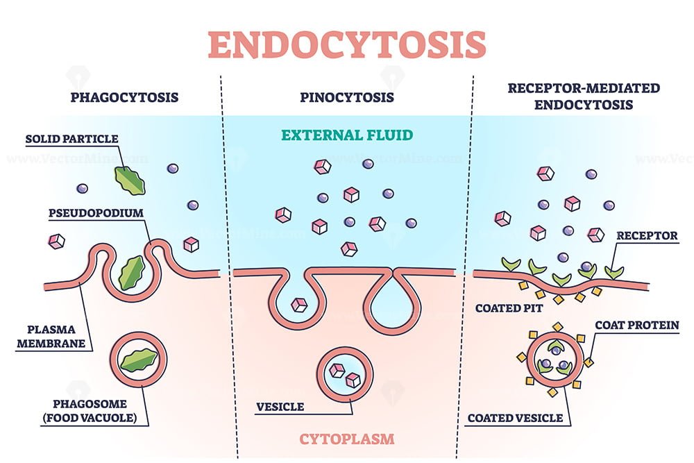 endocytosis steps