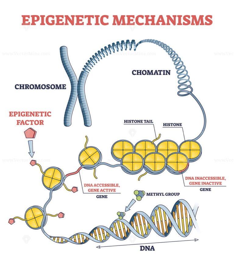 Epigenetic mechanisms as DNA acid gene protein expression in outline diagram