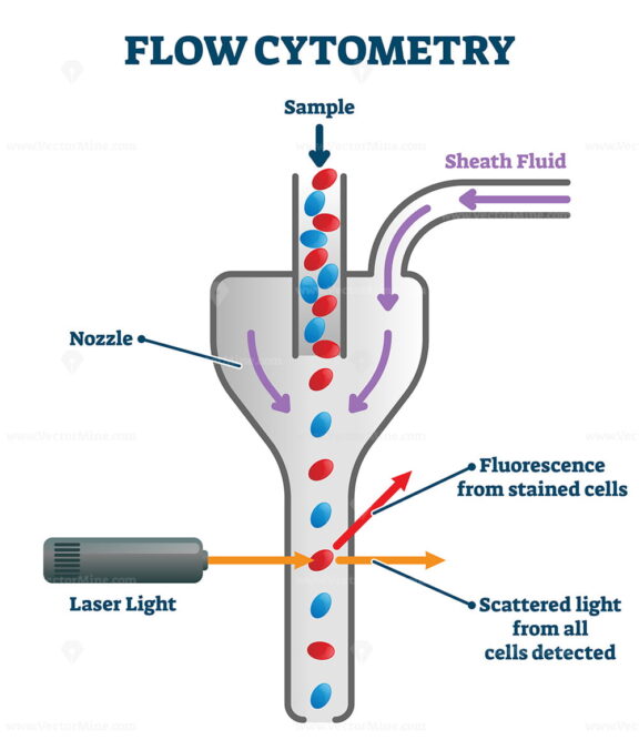 Flow cytometry vector illustration