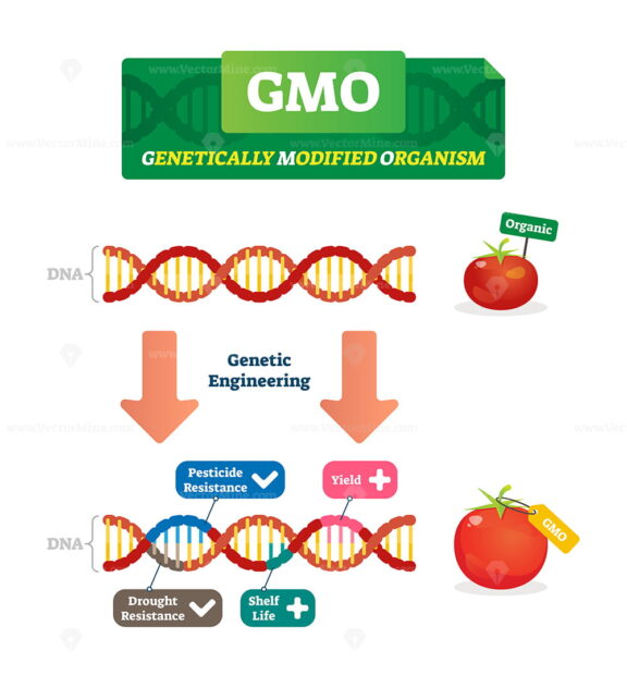 GMO vector illustration