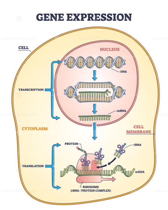 Gene expression process for product synthesis formation outline diagram