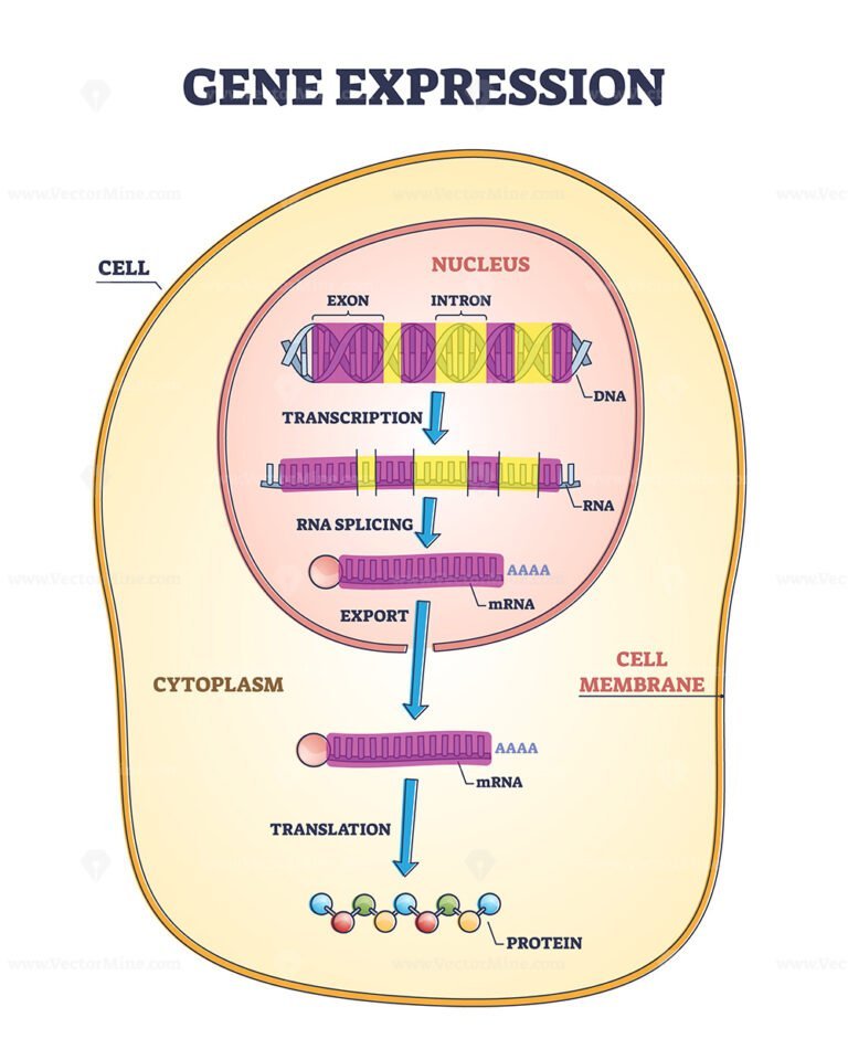 Gene expression stages with transcription and RNA splicing outline diagram