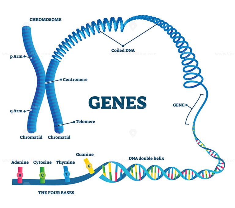 Genes vector illustration