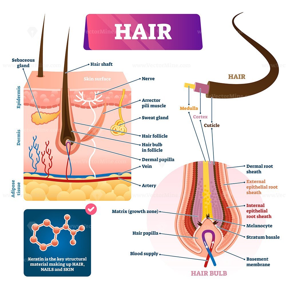 Hair anatomy structure diagram vector illustration – VectorMine