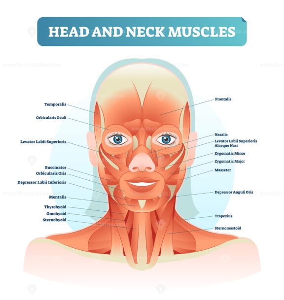Head and neck muscles labeled anatomical diagram, facial vector illustration with female face, health care educational information poster