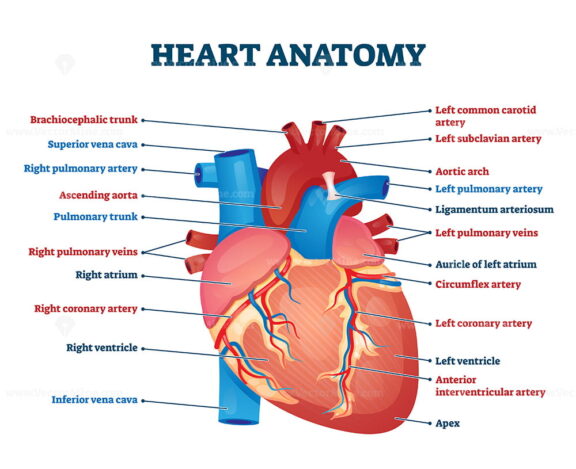 Heart anatomy vector illustration