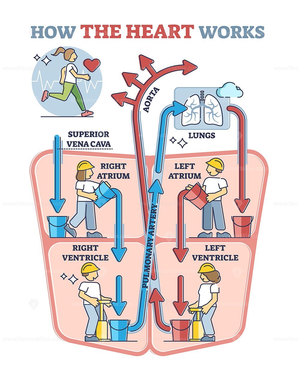 How heart works explanation with inner human organ function