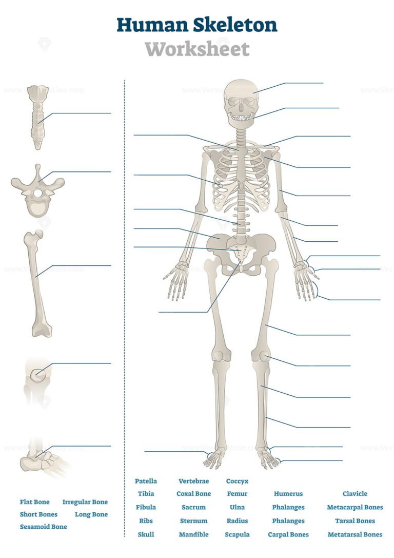 Human skull bones skeleton labeled educational scheme vector illustration.