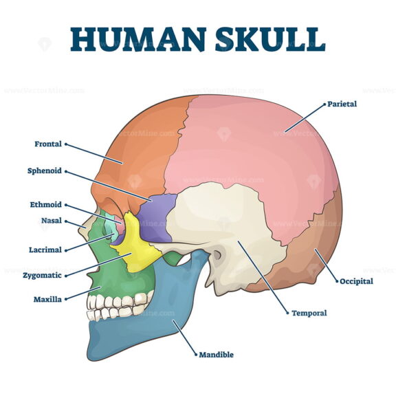 Human skull bones skeleton labeled educational scheme vector illustration