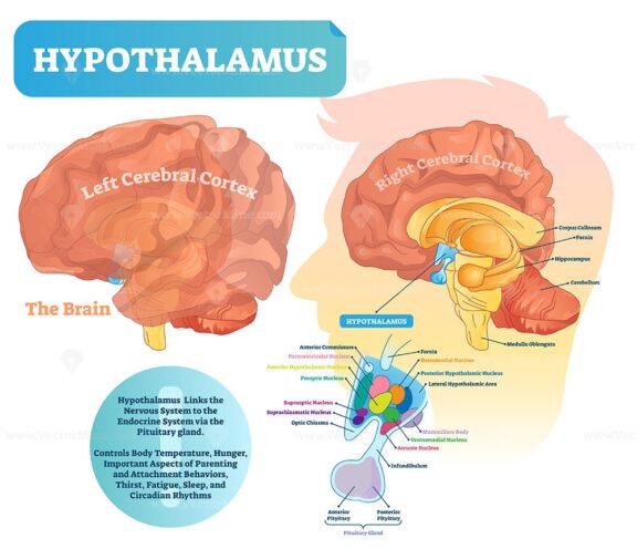 Hypothalamus vector illustration