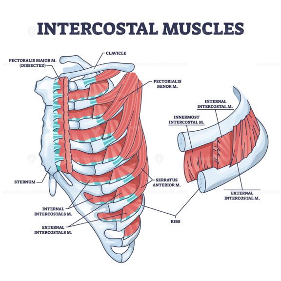 Intercostal muscles between ribs in anatomical chest cage outline diagram