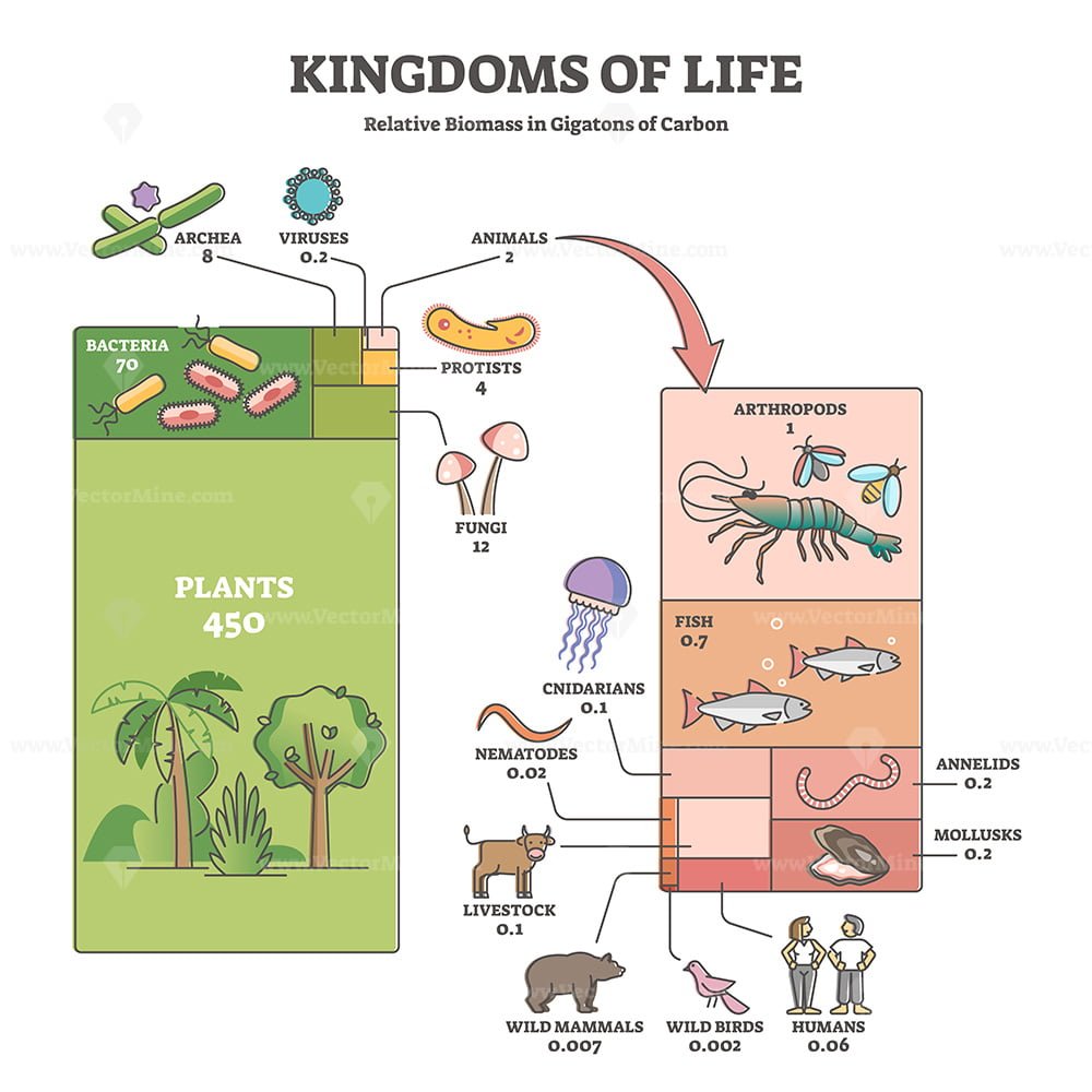 labeled　VectorMine　biological　of　classification　–　outline　diagram　Kingdoms　as　life　nature