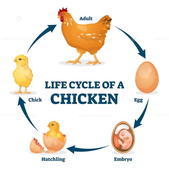 Life cycle of a chicken vector illustration