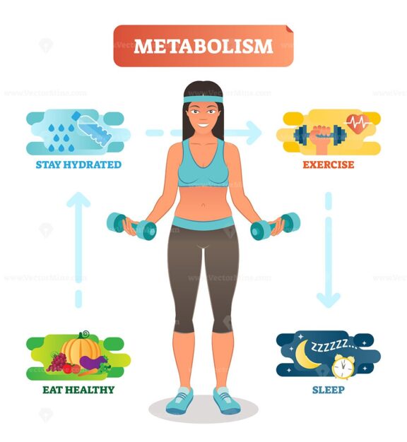 Metabolism concept vector illustration diagram, biochemical body cycle