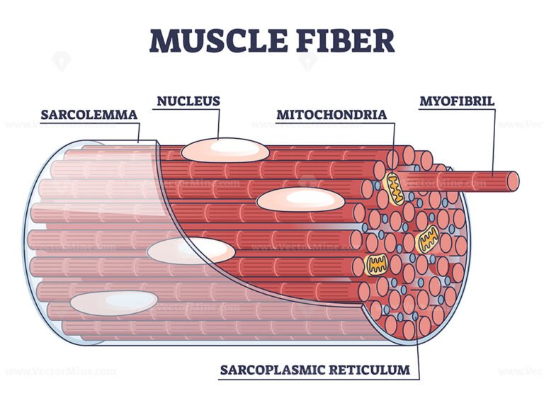 Skeletal muscle structure with anatomical inner layers outline diagram ...