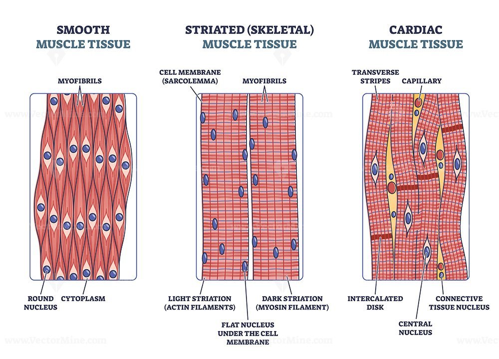 cardiac muscle diagram labeled