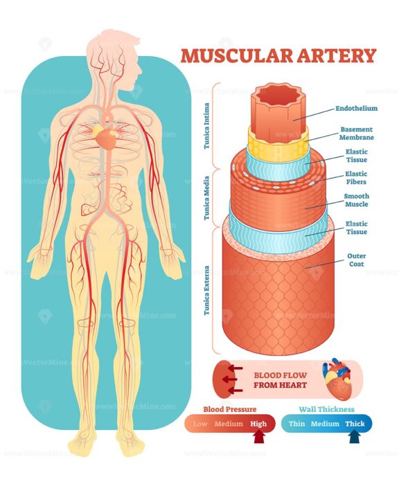 Muscular artery anatomical vector illustration cross section