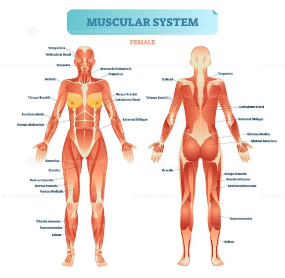 Female muscular system, full anatomical body diagram with muscle scheme, vector illustration educational poster
