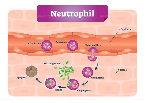 Neutrophil vector illustration