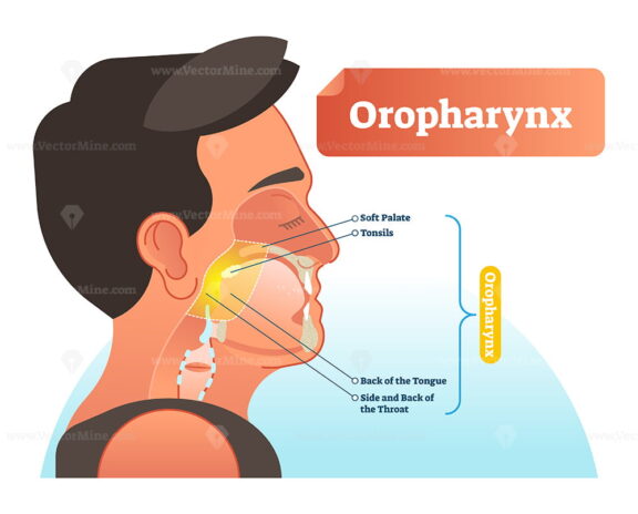 Oropharynx vector illustration
