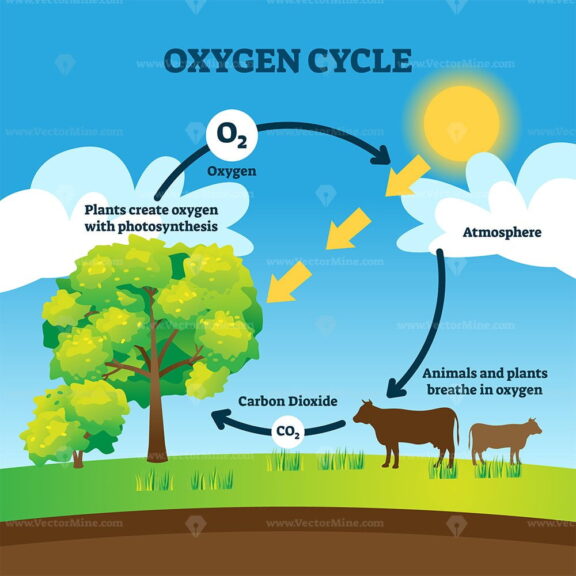 Oxygen cycle vector illustration