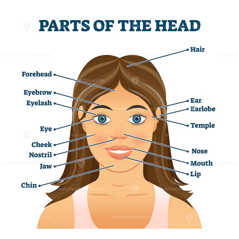 Голова по английски. Head английский. Parts of head. Голова на английском. Human face Parts.