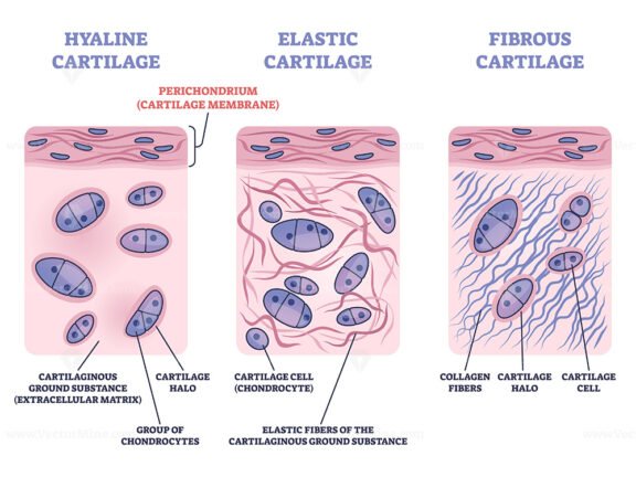 Perichondrium as hyaline and elastic cartilage membrane outline diagram