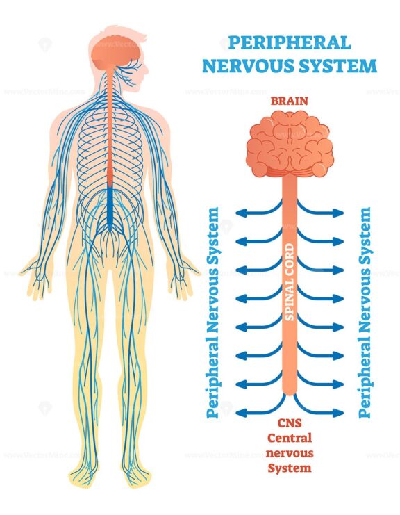 Peripheral nervous system, medical vector illustration diagram
