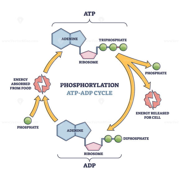 Phosphorylation ATP, ADP cycle with detailed process stages outline diagram