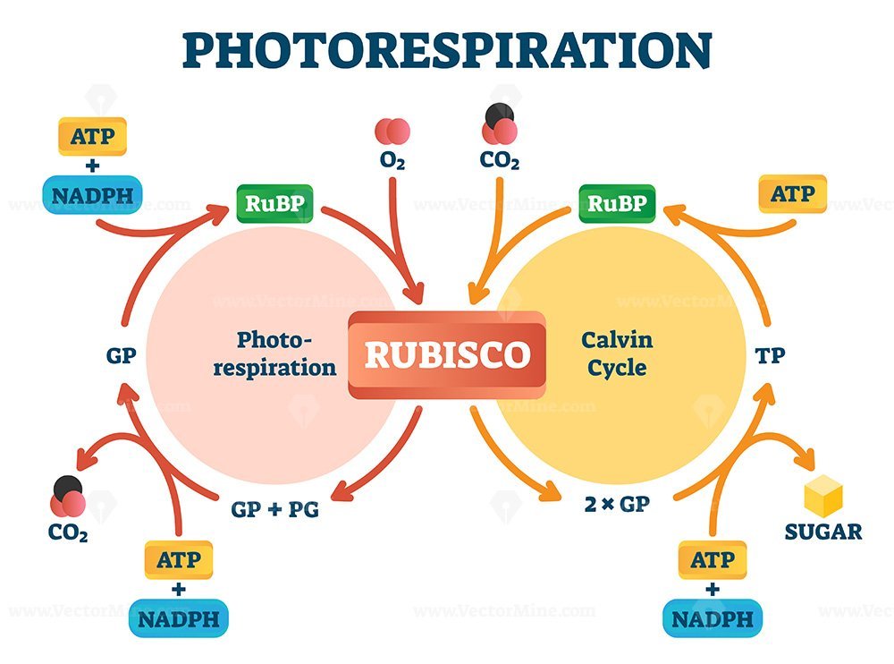 photorespiration graph