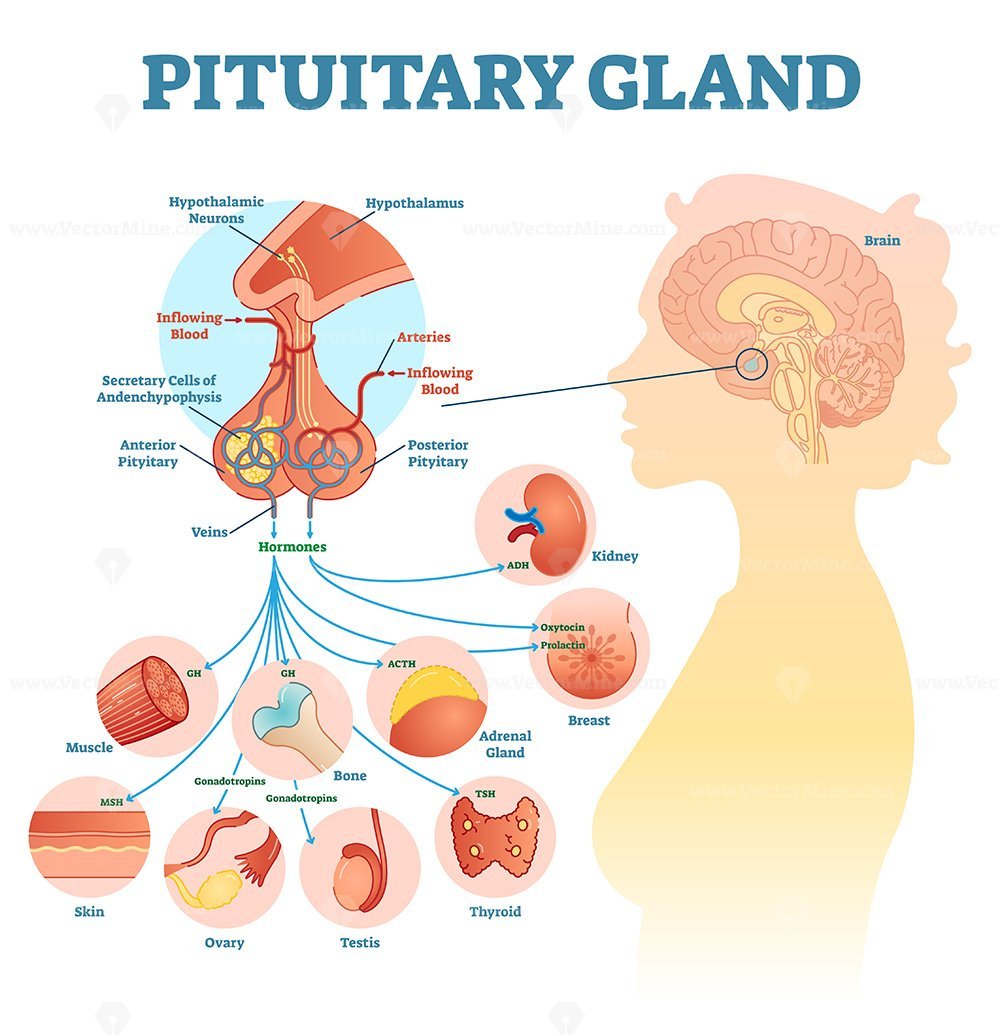 pituitary gland diagram